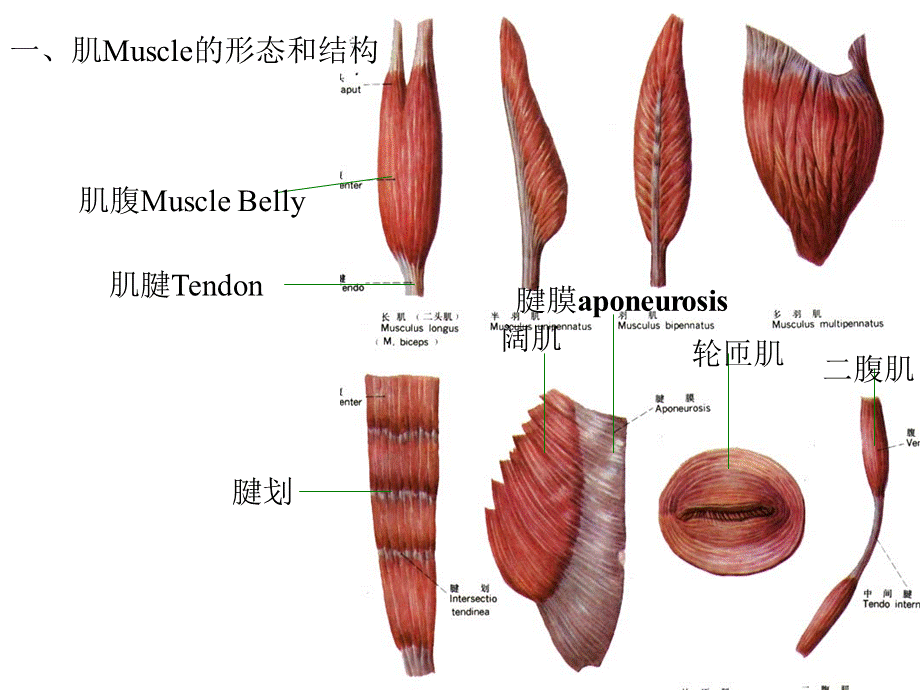 肌学Myology课件.ppt_第3页