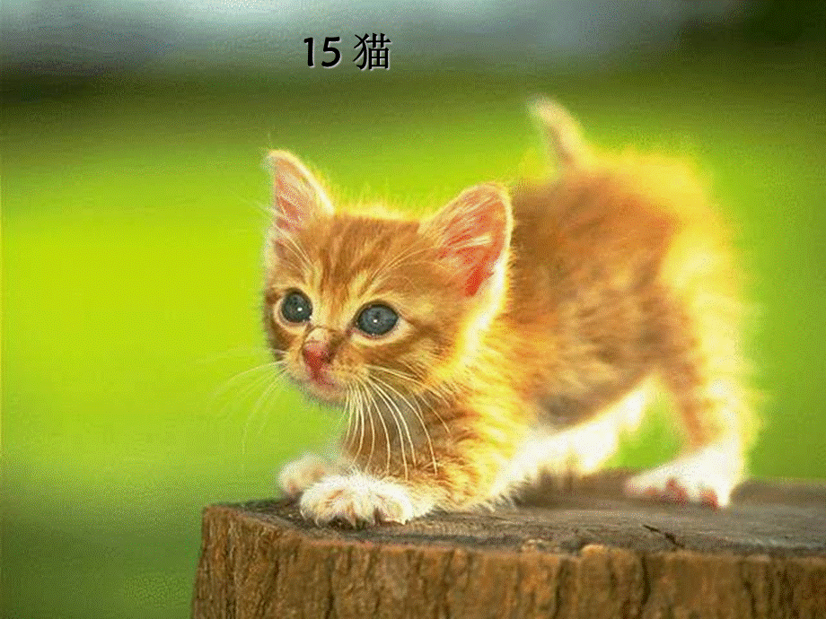 语文人教版四年级上册15、猫 (3).ppt_第1页