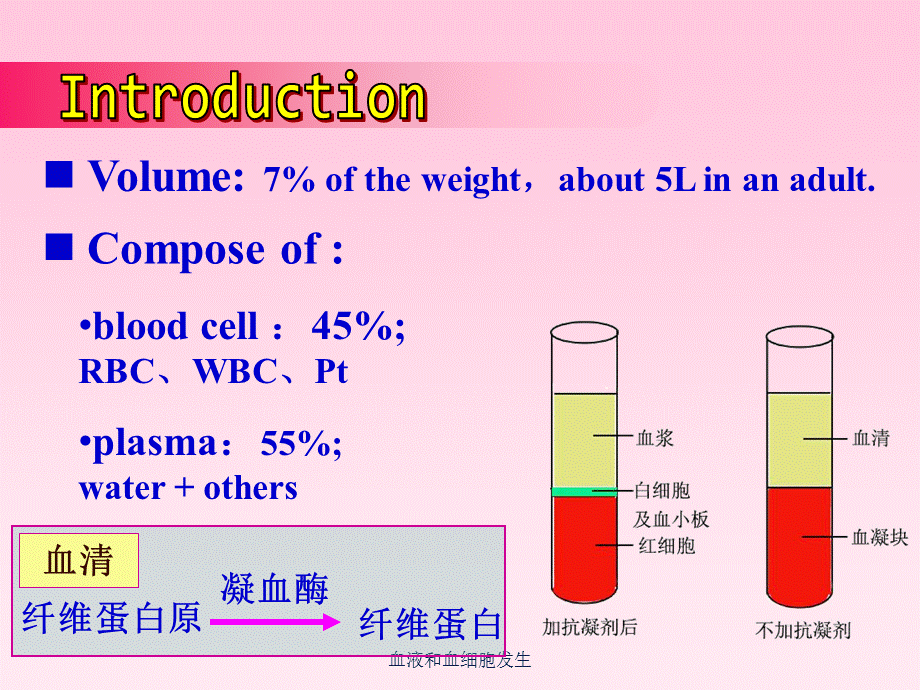 血液和血细胞发生课件.ppt_第3页