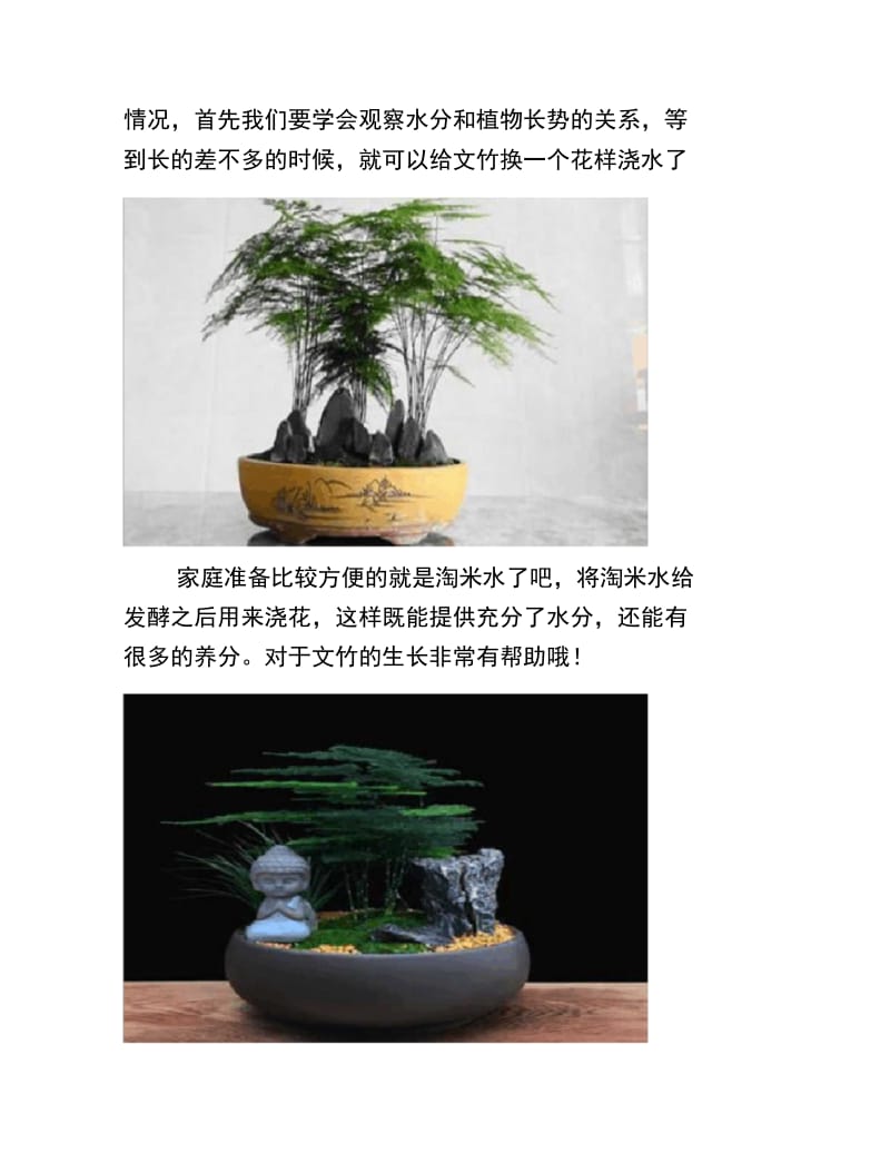 “文竹”换个方法养,叶子茂盛长满盆,还不黄叶,好看!-养花技巧.doc_第3页