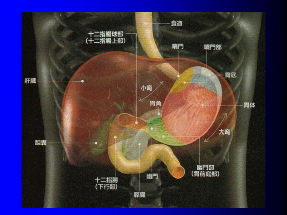 胃十二指肠疾病课件.ppt_第2页