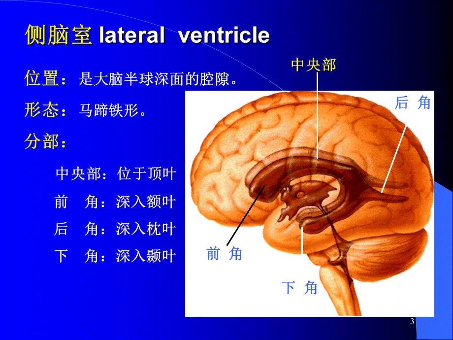 脑池的断面解剖课件.ppt_第3页