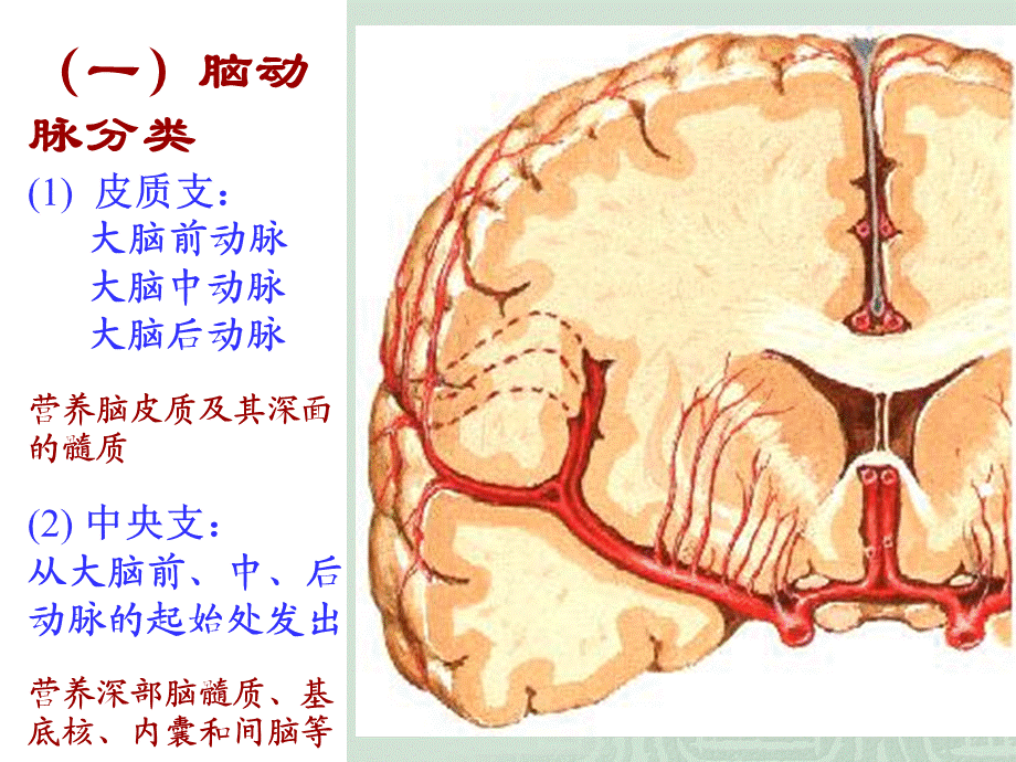 脑与脊髓的血管课件.ppt_第3页