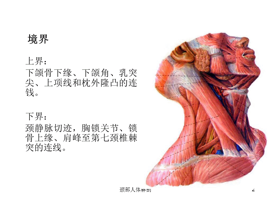 颈部人体解剖课件.ppt_第2页