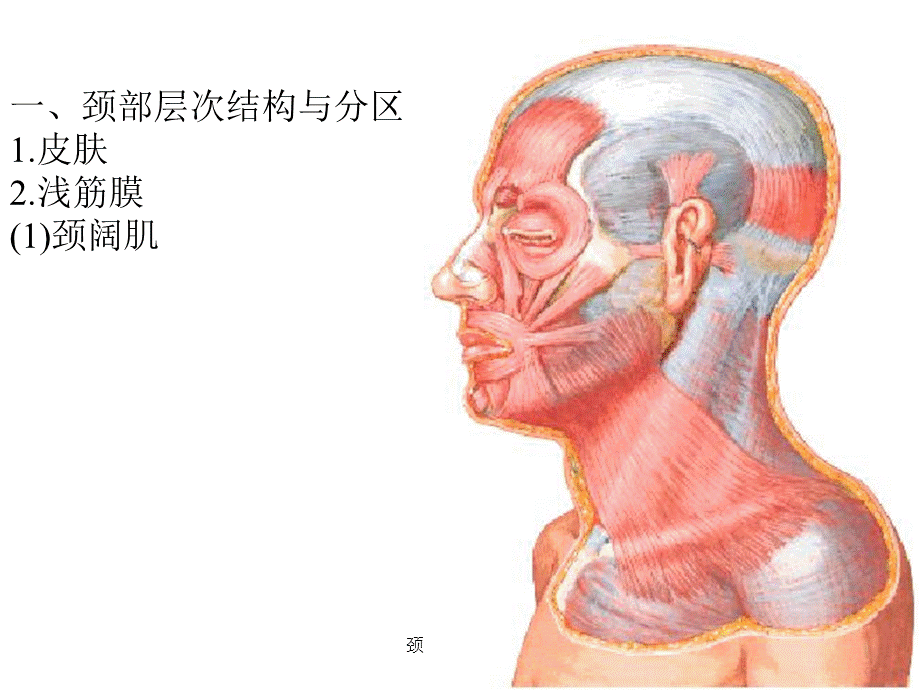 颈部人体解剖课件.ppt_第3页