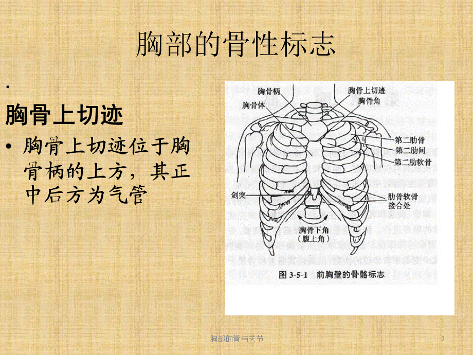 胸部的骨与关节课件.pptx_第2页