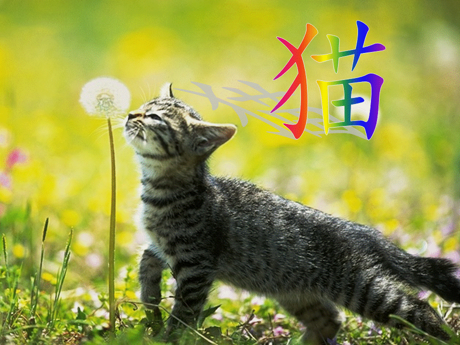 四年级语文上册《猫》课件.ppt_第1页