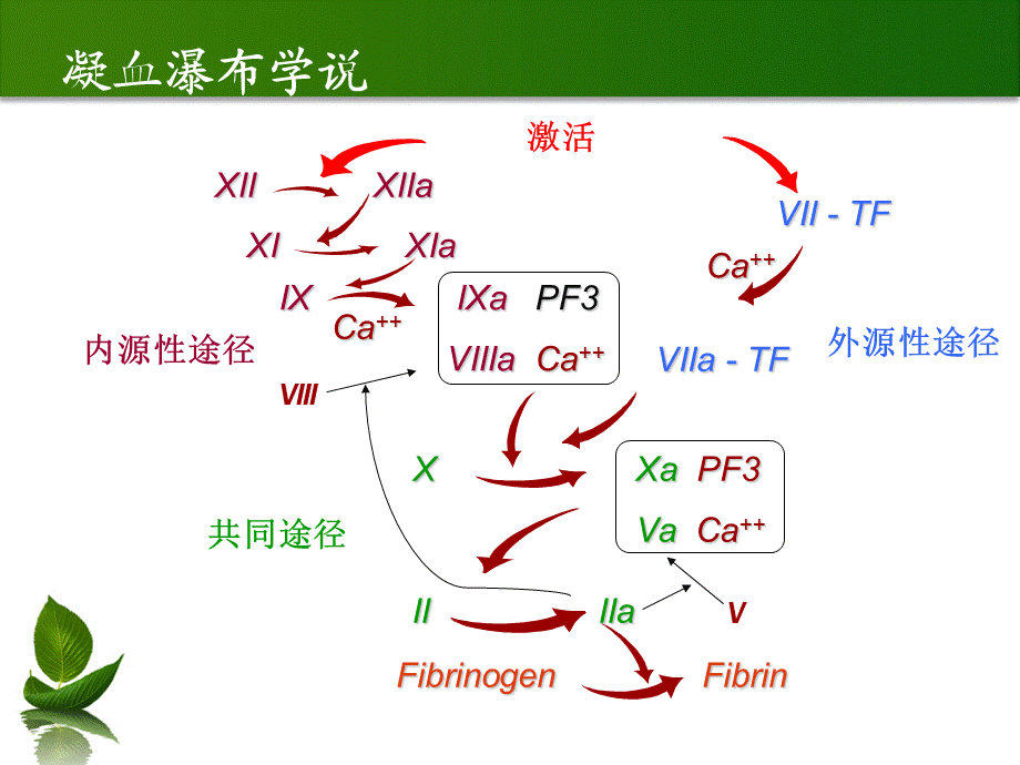 常见凝血项目检测及临床意义PPT课件.ppt_第2页