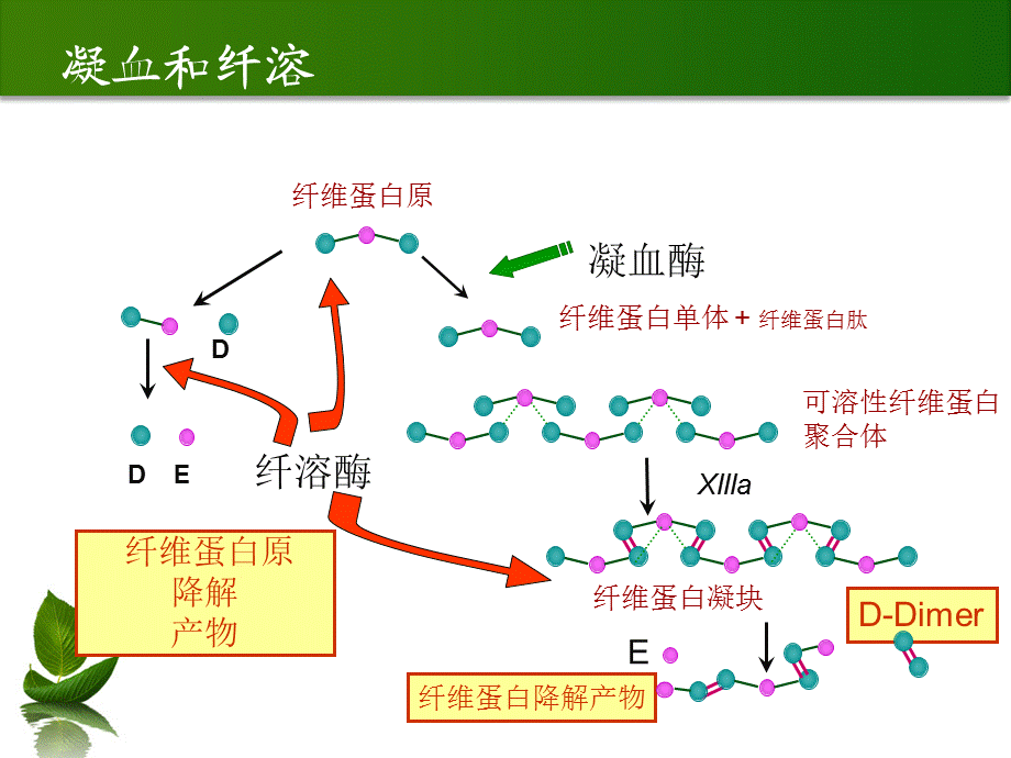 常见凝血项目检测及临床意义PPT课件.ppt_第3页