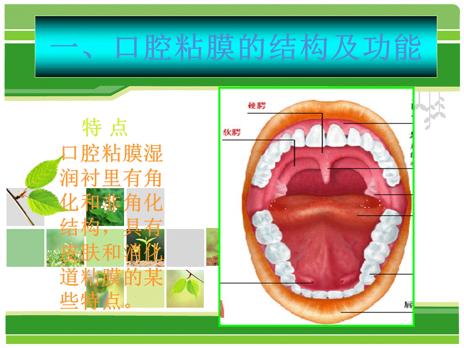 口腔溃疡诊断及鉴别PPT课件.ppt_第2页