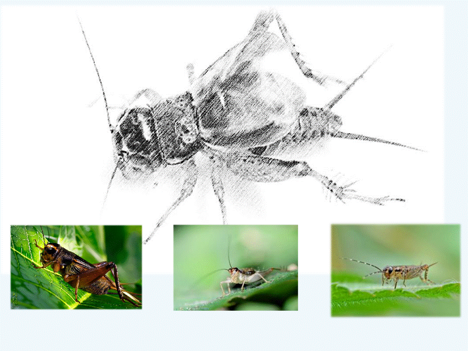 语文人教版四年级上册蟋蟀的住宅.蟋蟀的住宅课件xy.ppt_第1页