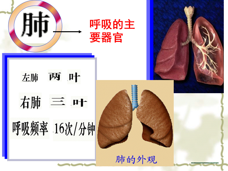 第三章_第二节_发生在肺内的气体交换.ppt_第3页