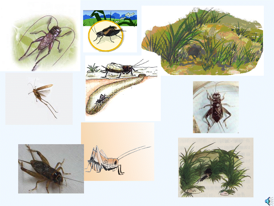 语文人教版四年级上册蟋蟀的住宅课件 (4).ppt_第2页