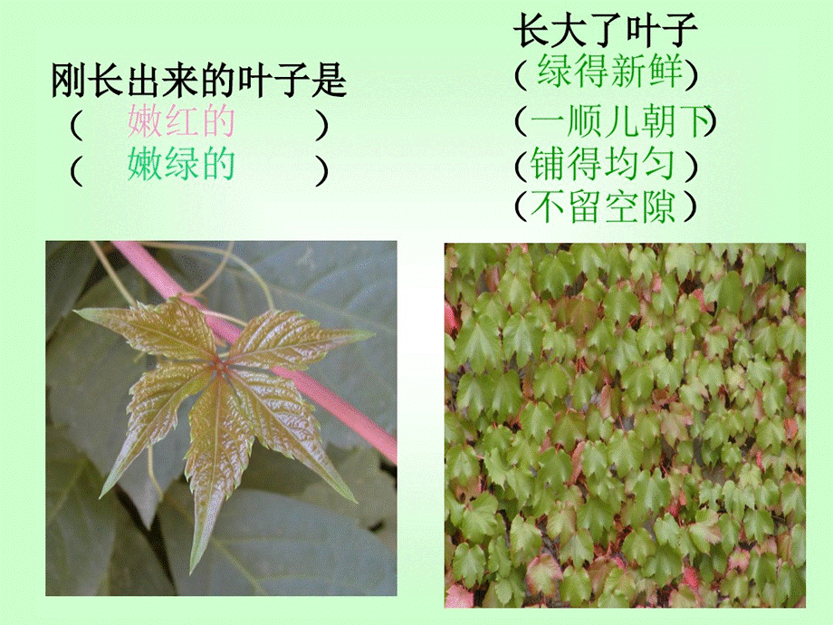 语文人教版四年级上册爬山虎的脚 (4).ppt_第1页