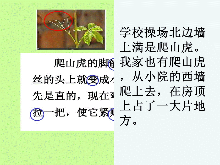 语文人教版四年级上册爬山虎的脚 (4).ppt_第3页