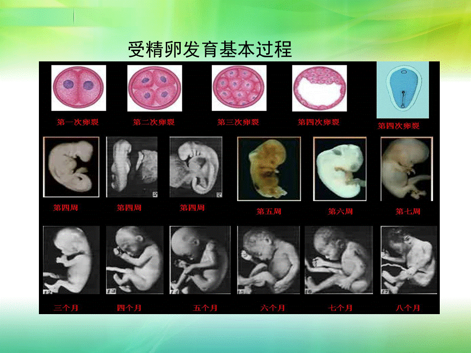 初一生物--细胞分裂和分化PPT课件02.ppt_第2页