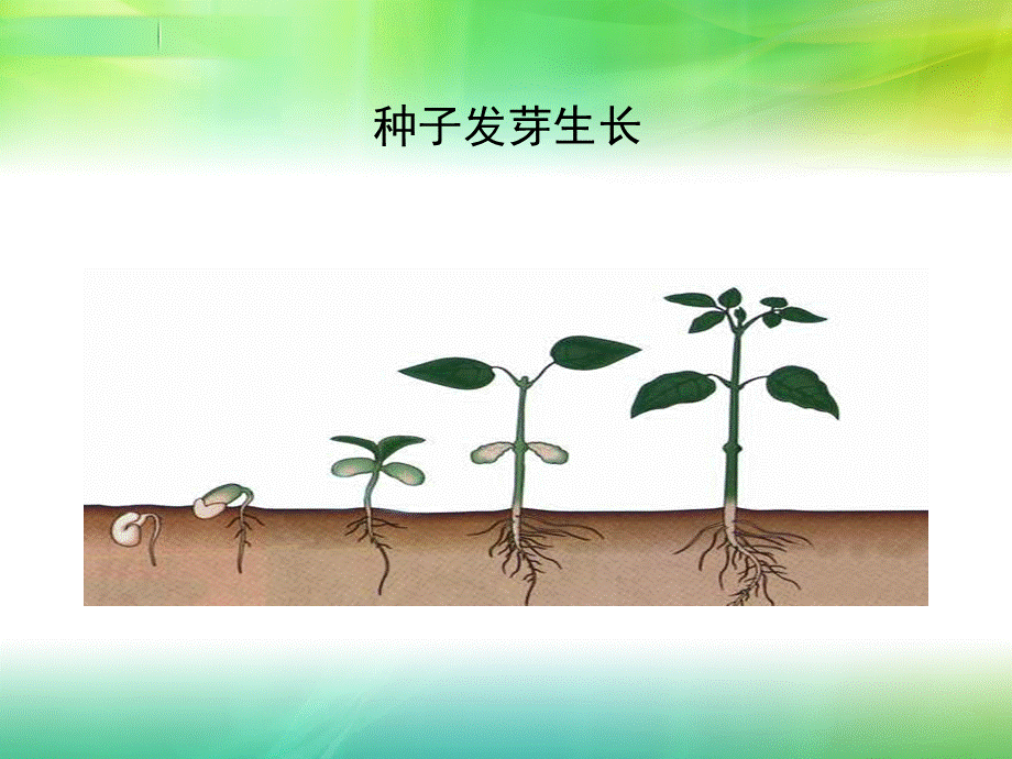 初一生物--细胞分裂和分化PPT课件02.ppt_第3页