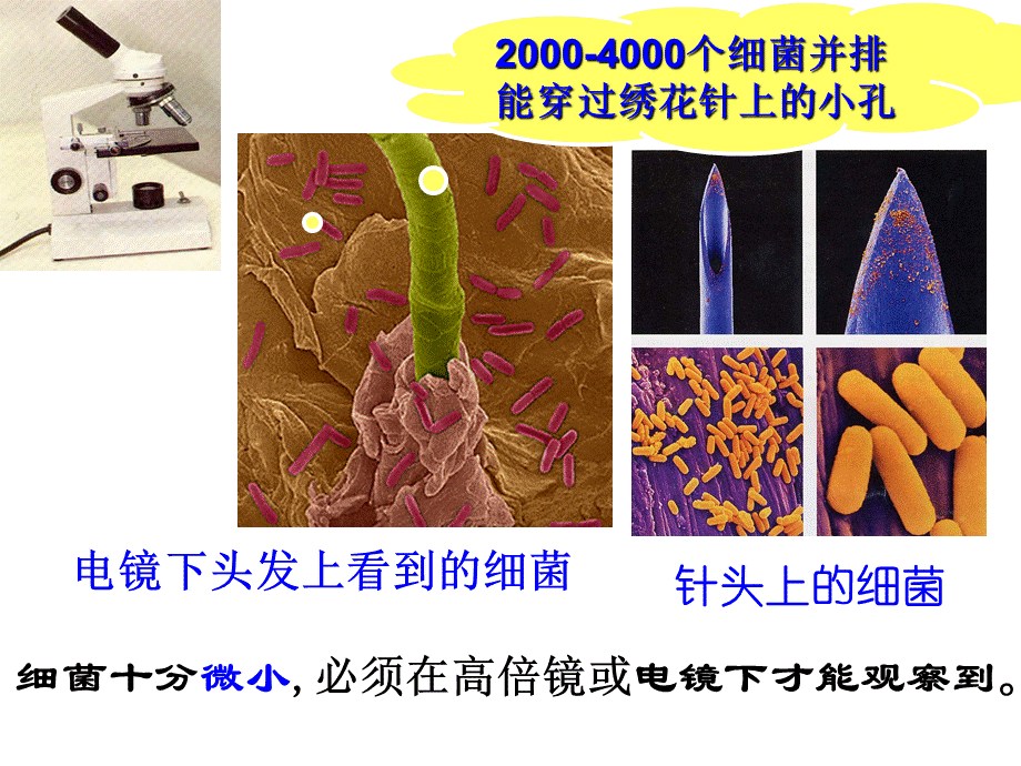 第二节细菌++14PPT.ppt_第2页