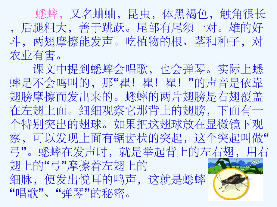 语文人教版四年级上册蟋蟀的住宅.《蟋蟀的住宅课件》(公开课精品课件).ppt_第3页