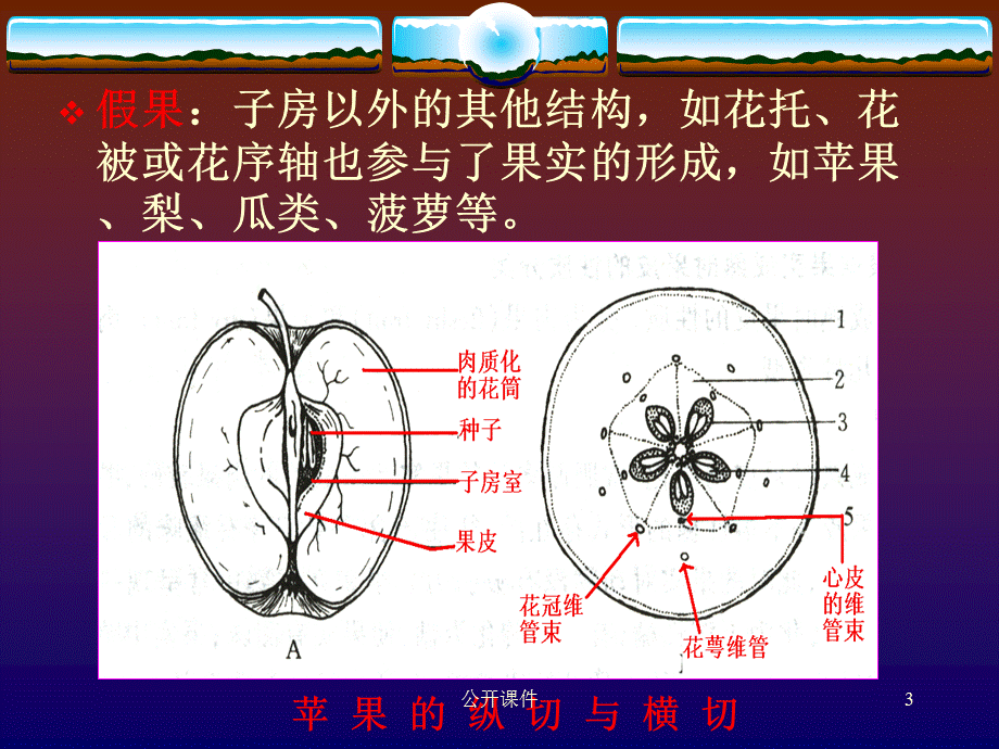 果实的结构与类型[青苗书苑].ppt_第3页