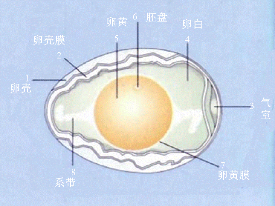 八年级生物 植物的有性生殖课件12.ppt_第2页