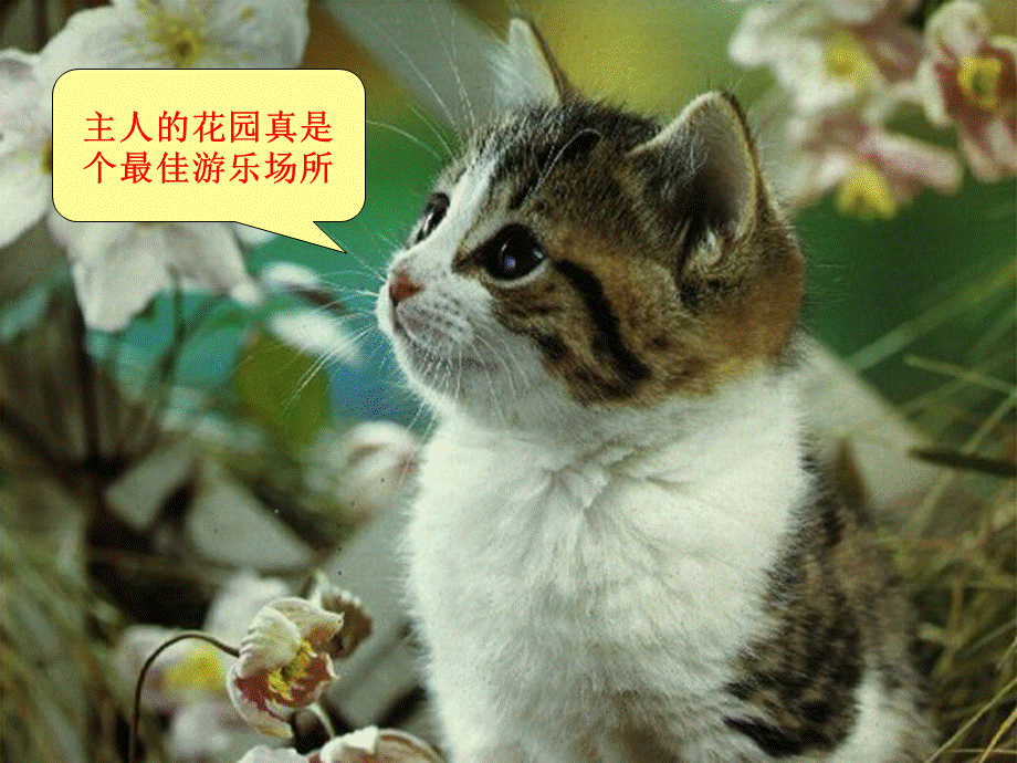 语文人教版四年级上册猫第二课时教学课件.ppt_第3页