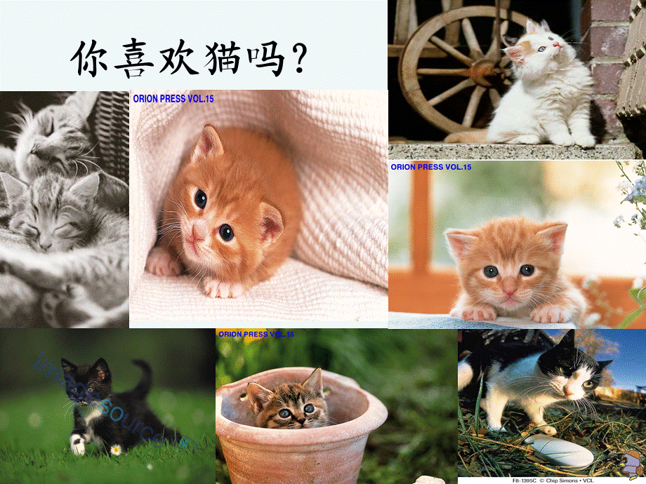 语文人教版四年级上册猫第一课时课件.ppt_第1页