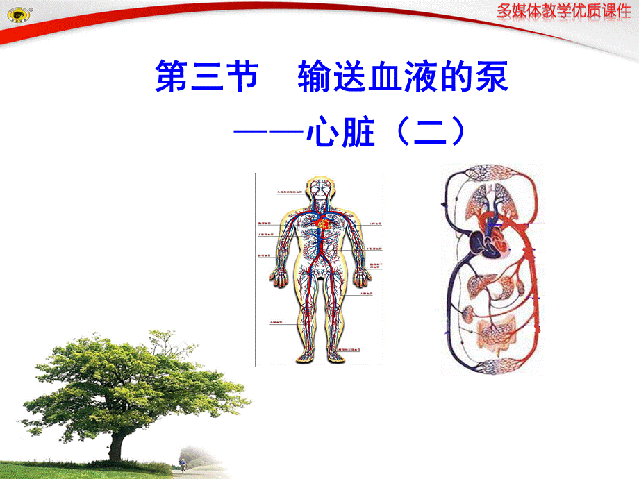 第三节输送血液的泵——心脏（二）.ppt_第1页