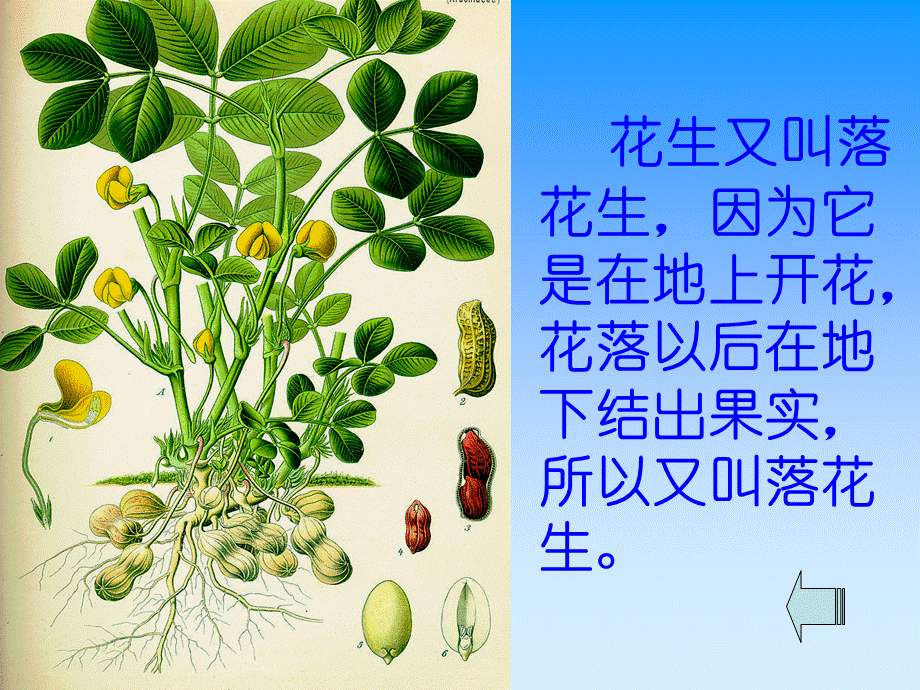 15优质课落花生课件.ppt_第3页