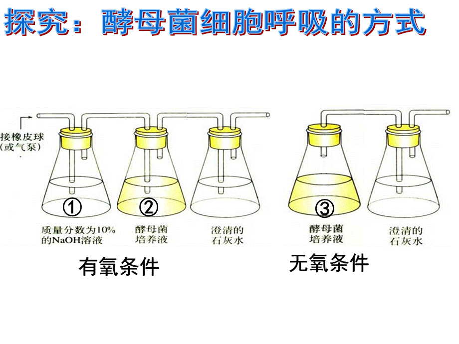 雅礼中学+生物+雷知海+细胞呼吸装置改进课件.ppt_第2页