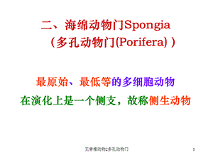 无脊椎动物2多孔动物门课件.ppt