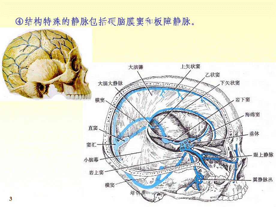 静脉系统[教育类别].ppt_第3页