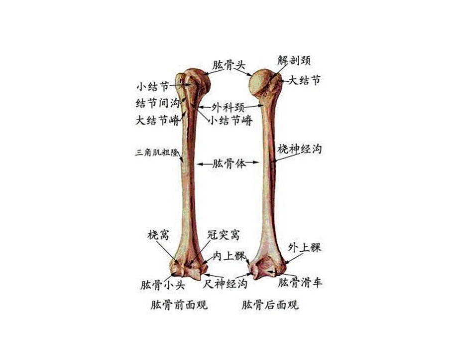 四肢骨折影像诊断.ppt_第2页