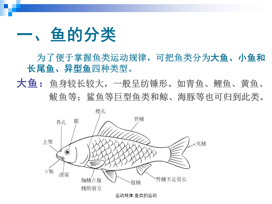 运动规律-鱼类的运动（经典实用）.ppt_第2页