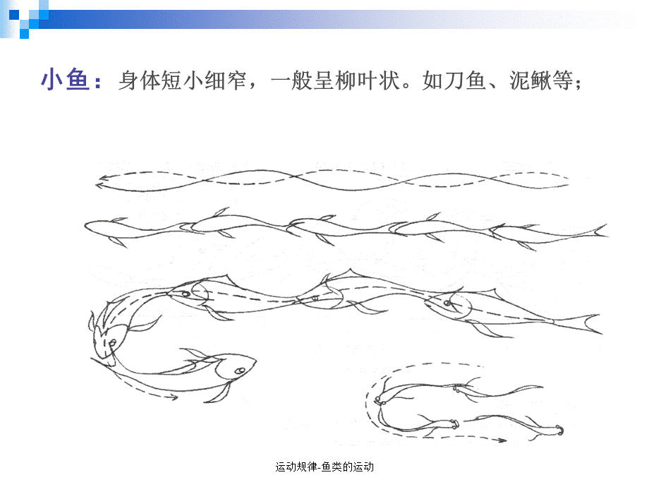 运动规律-鱼类的运动（经典实用）.ppt_第3页