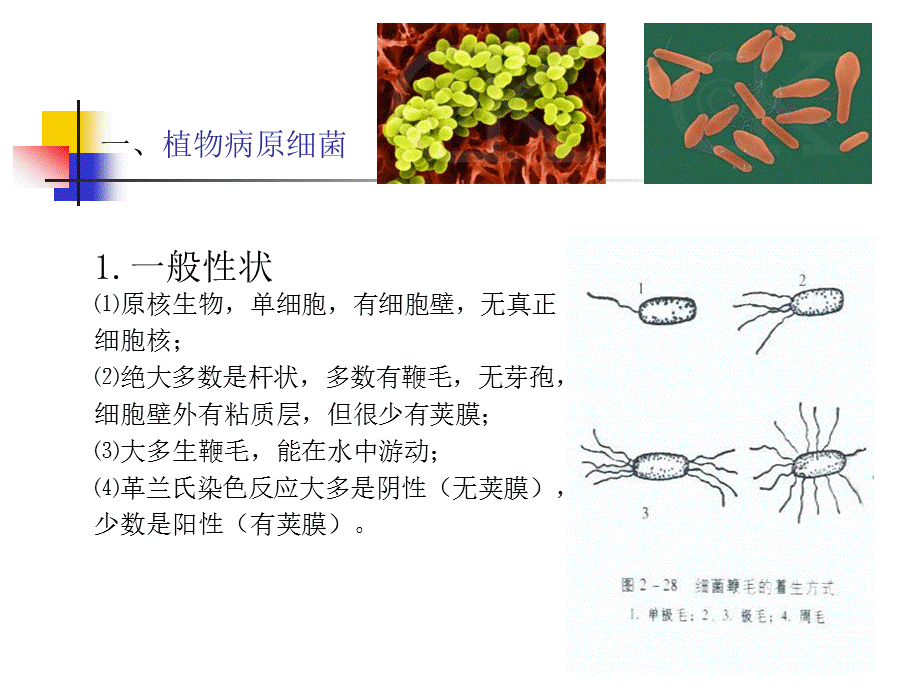 园林植物细细菌、病毒、线虫及寄生性种子植物识别.ppt_第2页