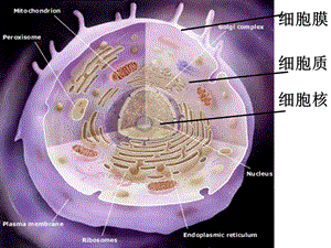 33细胞核课件（人教版必修一）.ppt