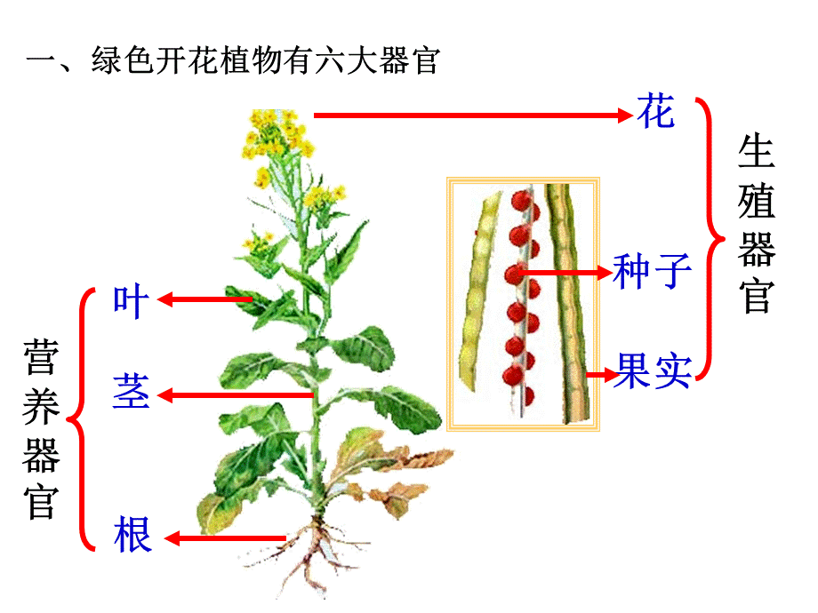 223植物体的结构层次.pptx_第3页