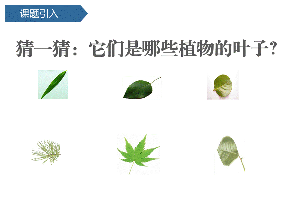 一年级上册科学课件 --第一单元4这是谁的叶 教科版.pptx_第2页