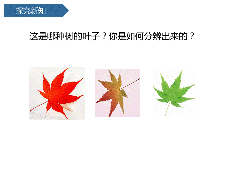 一年级上册科学课件 --第一单元4这是谁的叶 教科版.pptx_第3页