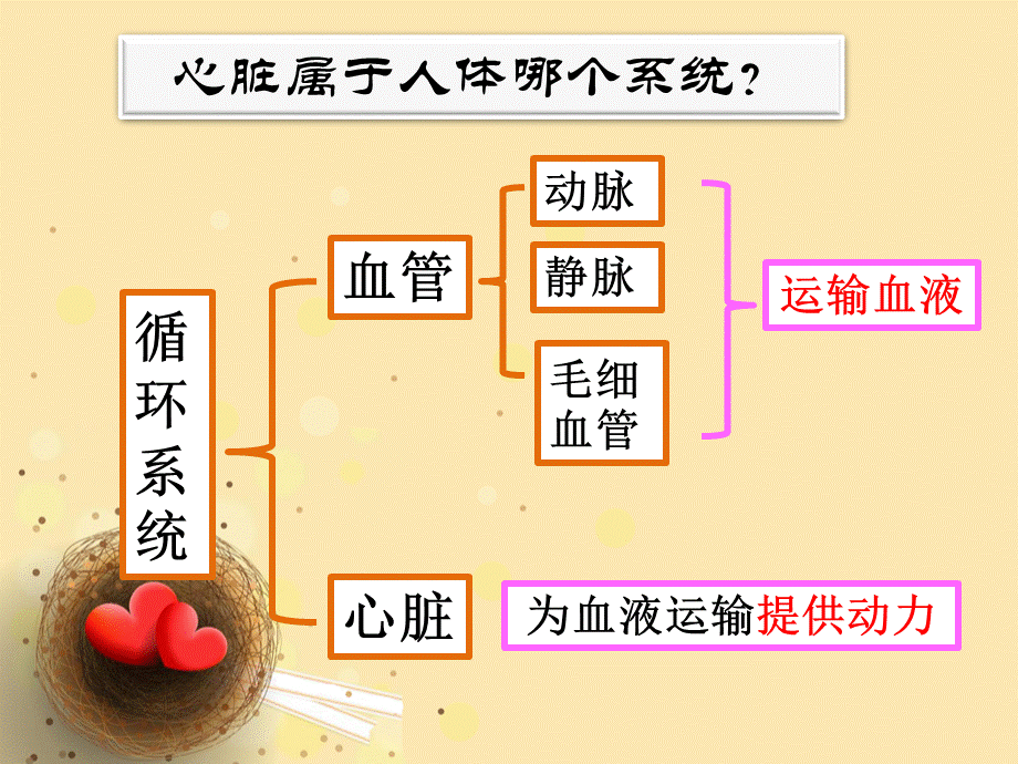 443输送血液的泵—心脏（全课时）朱慧兴.pptx_第3页