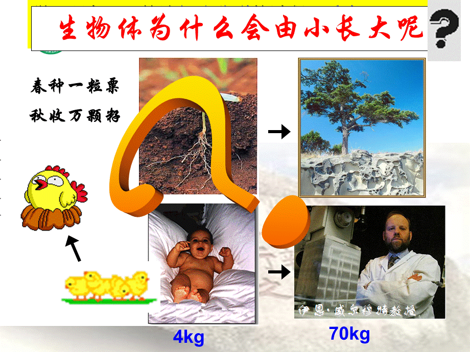 细胞通过分裂产生新细胞课件（共20张PPT）.ppt_第1页