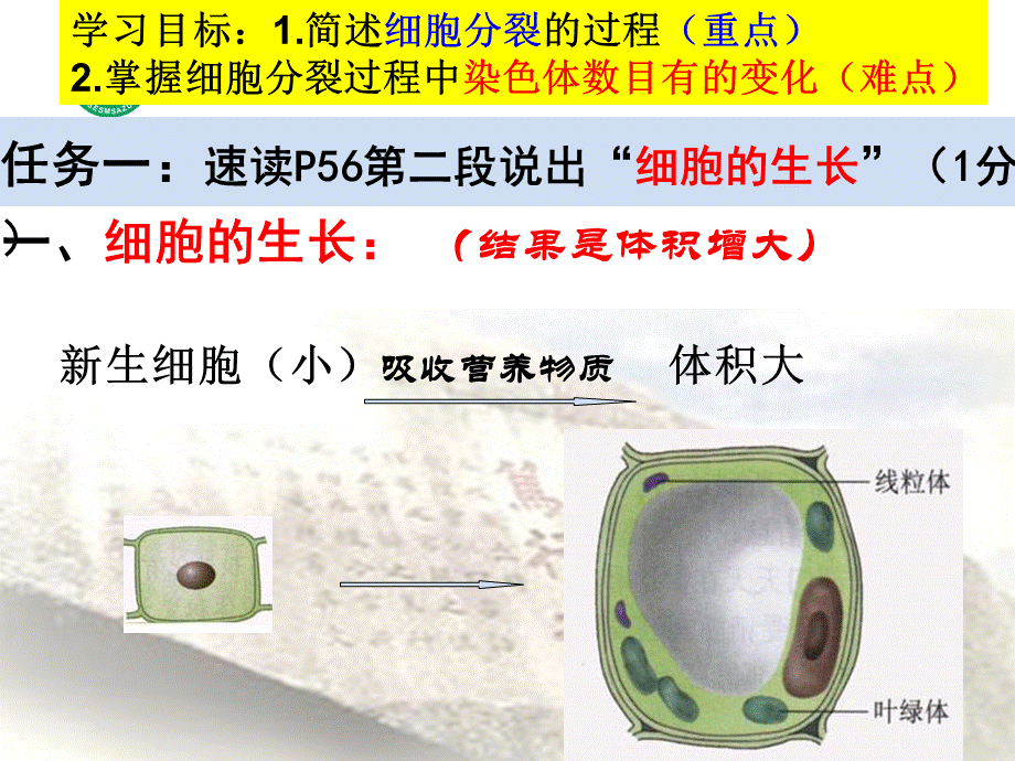 细胞通过分裂产生新细胞课件（共20张PPT）.ppt_第3页