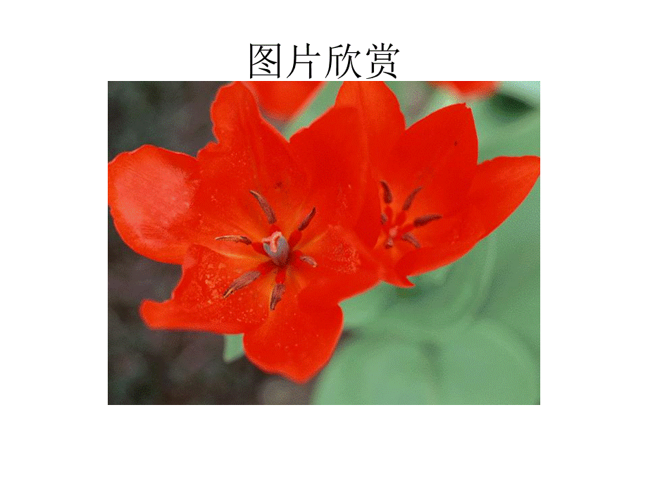 湘美版一年级上册美术_鸟语花香.ppt_第3页