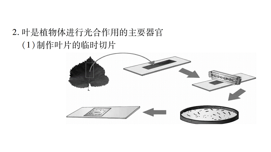 2017初中生物结业考试总复习课件第3单元生物圈中的绿色植物.pptx_第3页