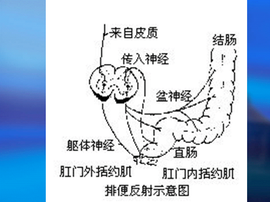 第九章排便障碍的.ppt_第3页