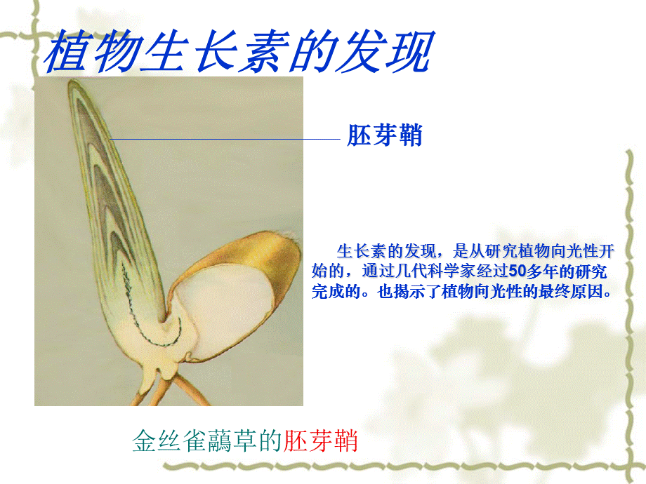 生长素发现.ppt_第3页