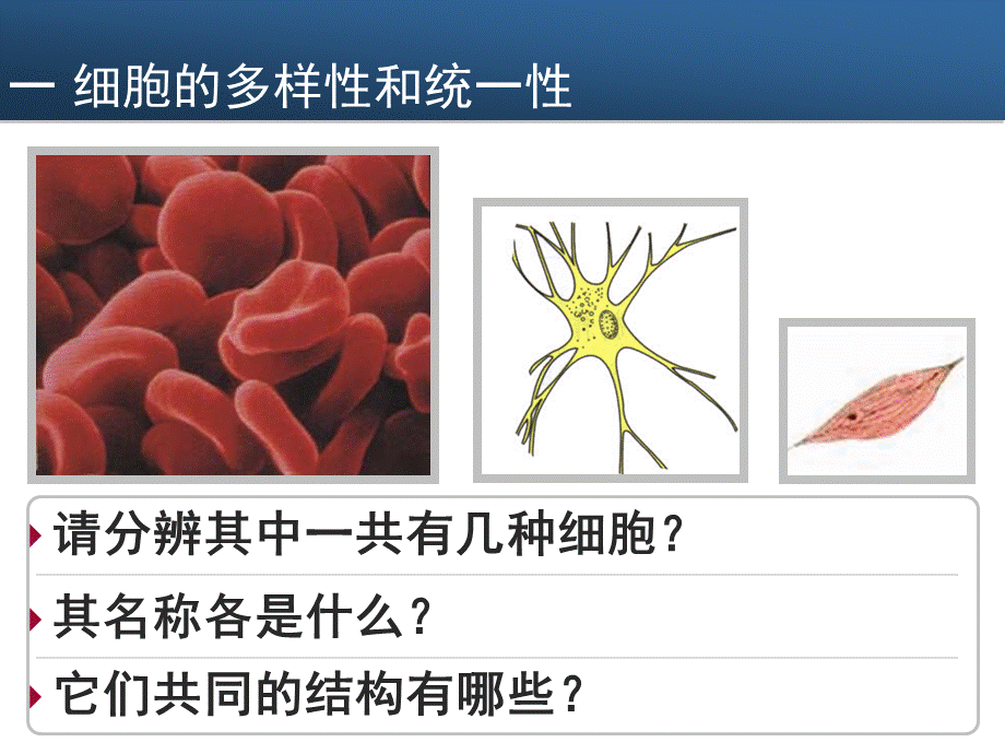 02高一生物《第1章第2节细胞的统一性和多样性》.ppt_第3页