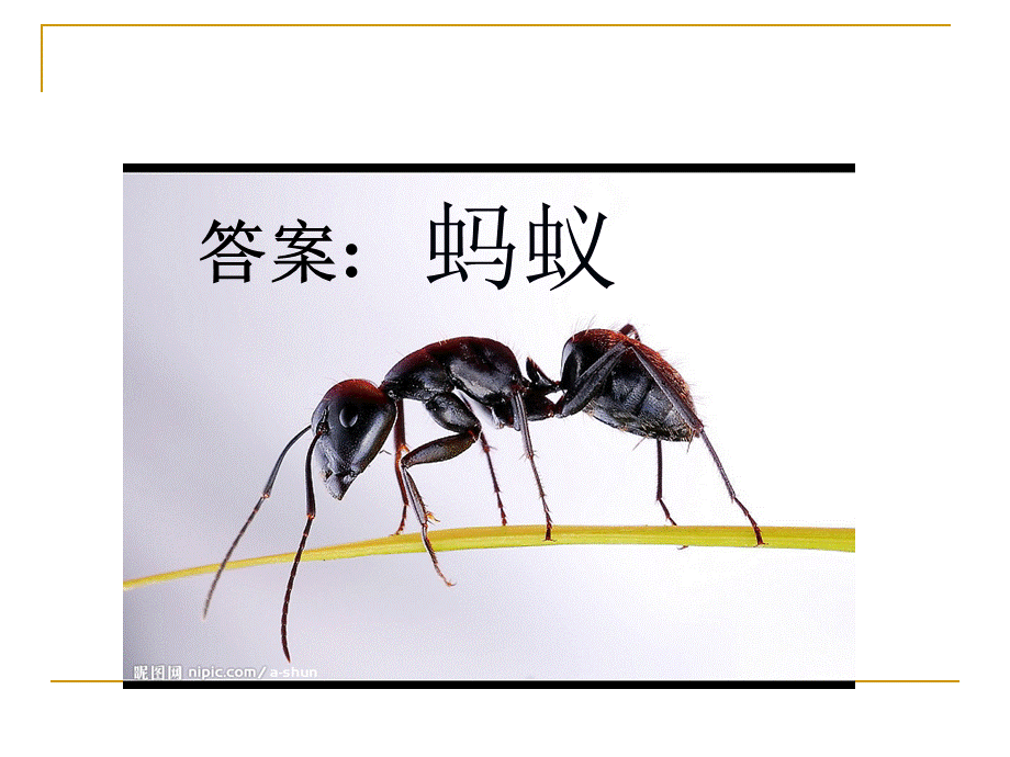 教科版三年级科学上册《蚂蚁》课件 (4).ppt_第3页