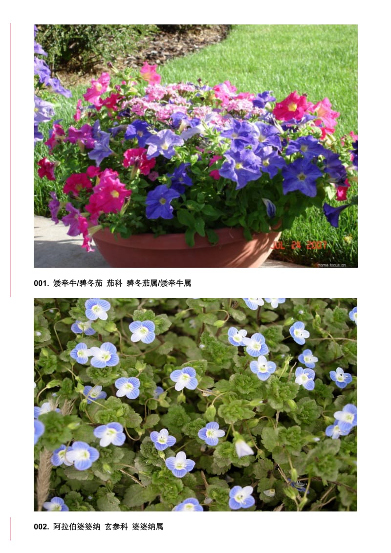 130余种常见植物图片(整理).doc_第1页